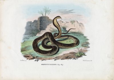 Cobra egiziano, 1863-79 da Raimundo Petraroja